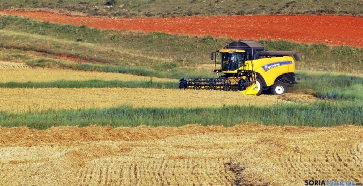 Una cosechadora en un campo de cereal soriano. / SN