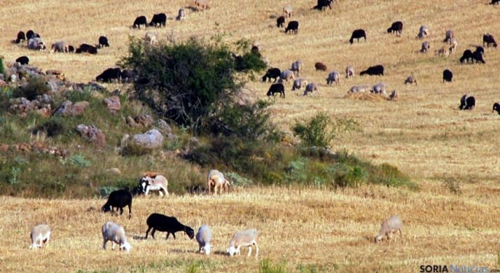 Un rebaño pastando este verano en Renieblas. / SN