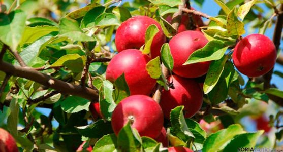 La empresa promueve una plantación de manzanos.