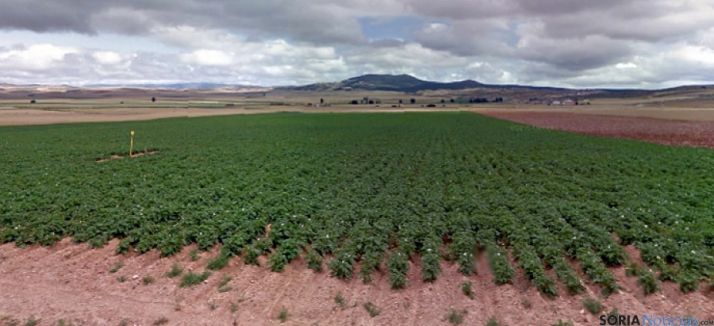 Cultivos de patata ecológica en Añavieja. / GM