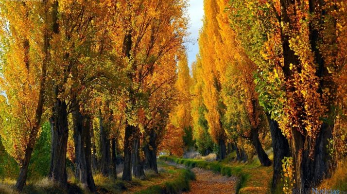 Una chopera en otoño. / SN