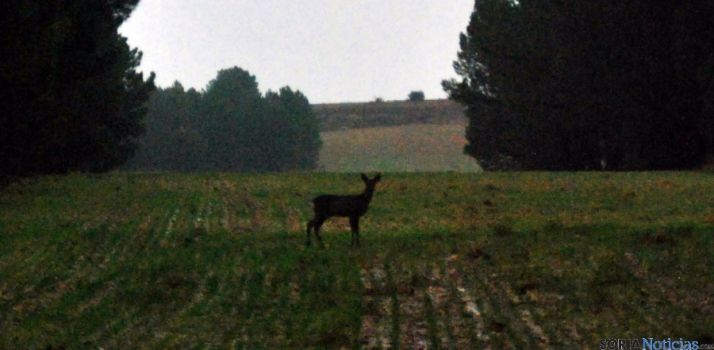 Un corzo en un campo de la provincia./SN