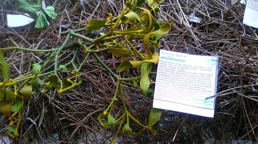 Una de las plantas de la muestra.