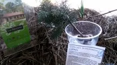 Una de las plantas de la muestra.