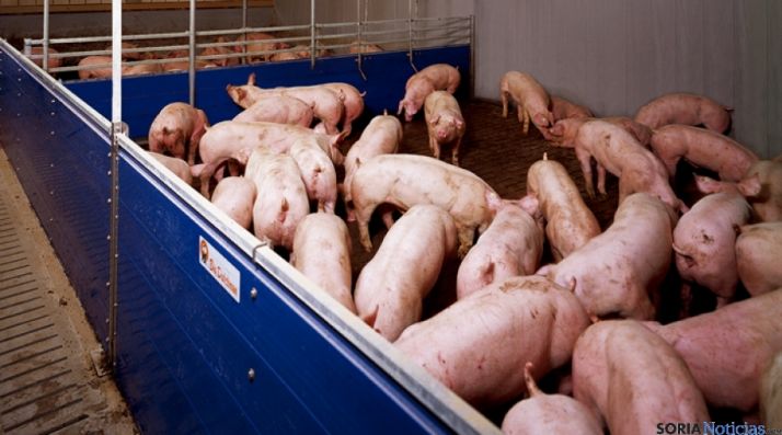 Explotación porcina en la provincia.