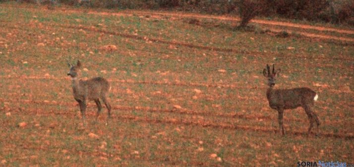 Dos corzos en un campo de la provincia./SN