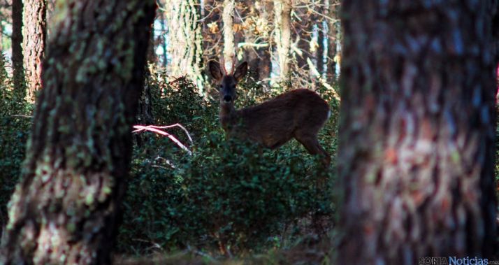 Un ejemplar de corzo en las cercanías de Lubia. / SN 