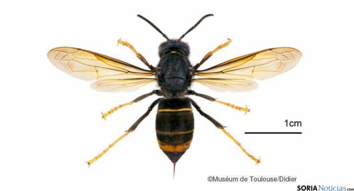 Un ejemplar de la vespa velutina./MAGRAMA
