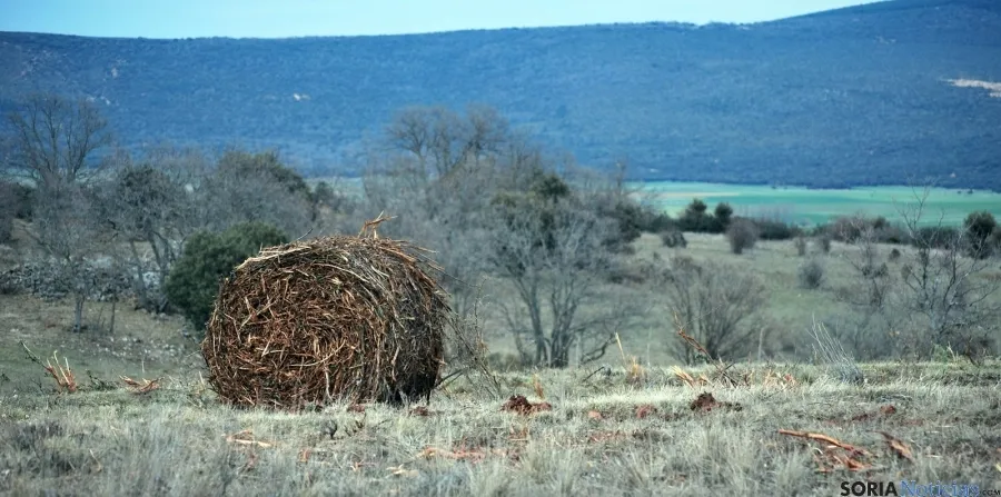 Una paca de biomasa de jara en el término de Renieblas. / SN
