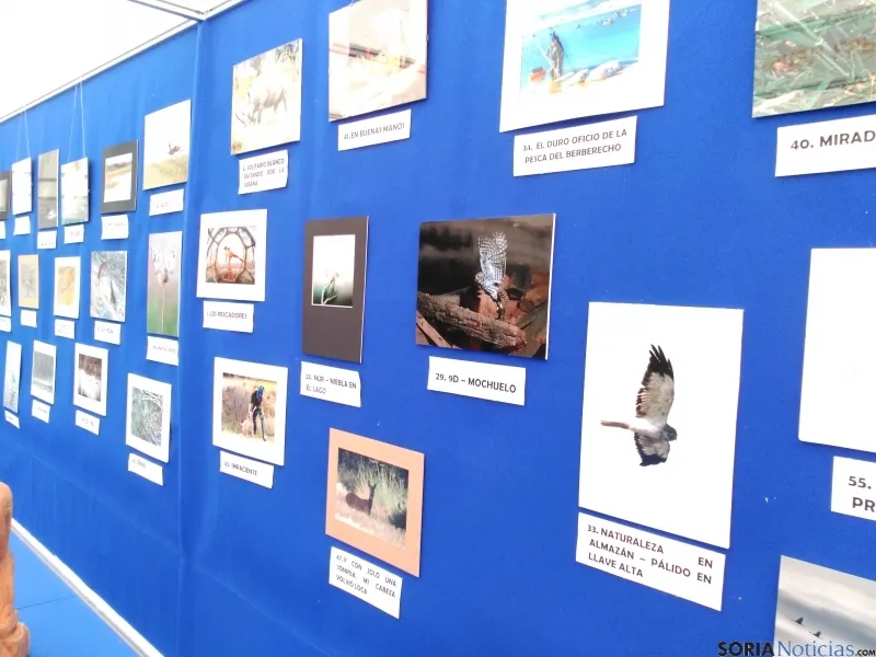 Fotografías del concurso