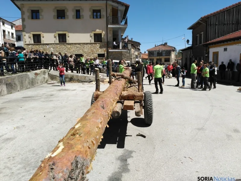 Pingada del Mayo 2016 de Cabrejas del Pinar