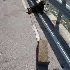 El cadáver del animal fuera del agua. / SEPRONA