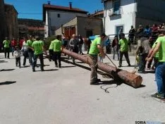 Pingada del Mayo 2016 de Cabrejas del Pinar