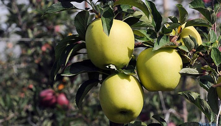 Manzanas producidas en la provincia./SN