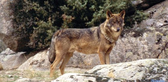 Imagen de un lobo en la región. / SN