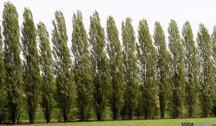 Chopos alineados en un paraje soriano. / SN