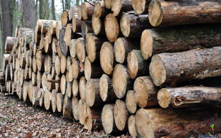 Troncos de pinos talados en Pinares. / SN