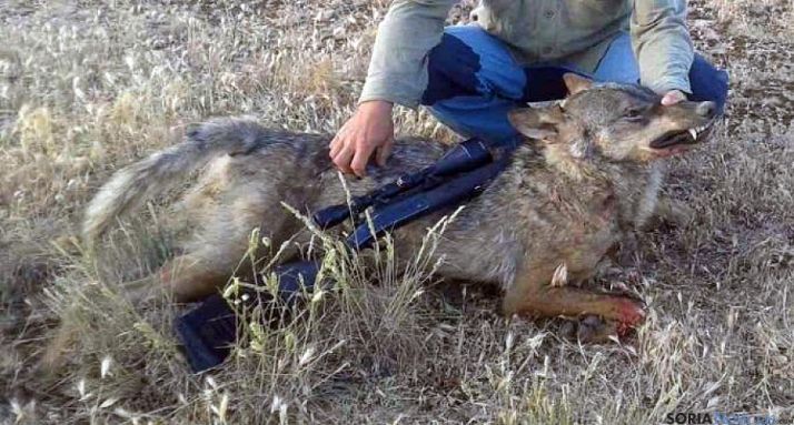 El lobo es una especie protegida.