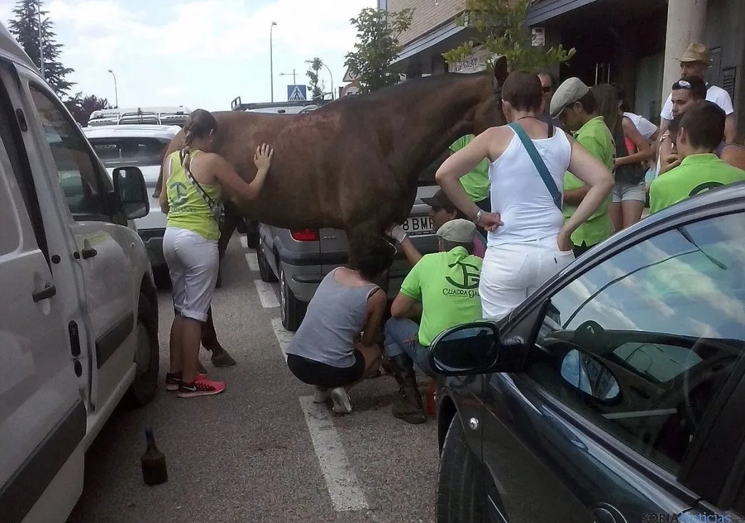Un caballo herido por asta de toro./SN