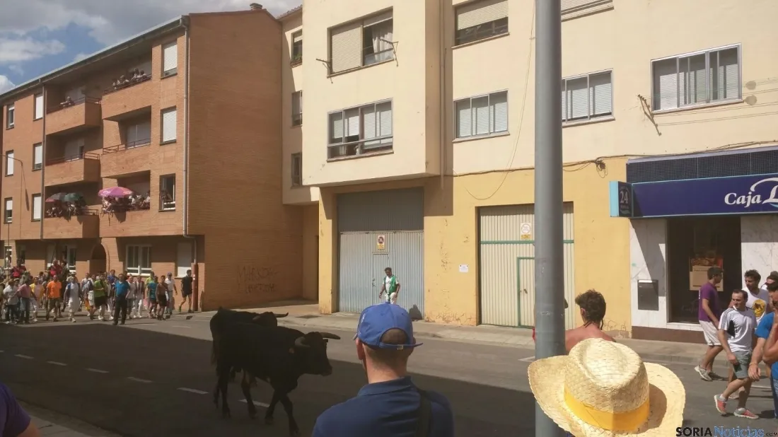 Novillo en las calles de Soria