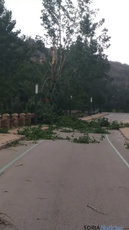 Arbol caído en San Prudencio. 