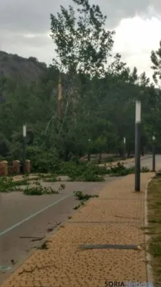 Arbol caído en San Prudencio. 