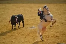 Toros del Miércoles El Pregón.