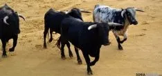 Desencajonamiento 2016 en la plaza de toros. /SN