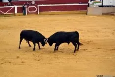 Foto 12 - Cientos de sorianos siguen en la plaza la llegada de los novillos del Viernes de Toros