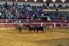 Desencajonamiento 2016 en la plaza de toros. /SN