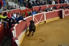 Desencajonamiento 2016 en la plaza de toros. /SN