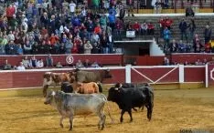 Desencajonamiento 2016 en la plaza de toros. /SN