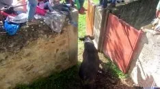 Desencajonamiento 2016 en Valonsadero. /AG