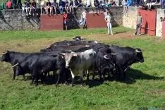 Desencajonamiento 2016 en Valonsadero /SN