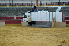 Foto 13 - Cientos de sorianos siguen en la plaza la llegada de los novillos del Viernes de Toros