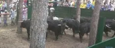 La Saca 2016