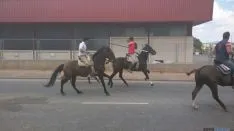 Novillos en la zona industrial