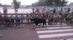Novillos en la zona industrial