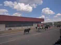 Novillos en La Saca