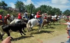 Uno de los novillos fuera de la manada tras la apertura de los corrales. / SN
