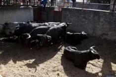 La Saca / María Ferrer