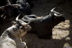 La Saca / María Ferrer