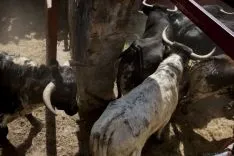 La Saca / María Ferrer