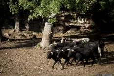 Imagen de la tarde del Lavalenguas 2016. / SN