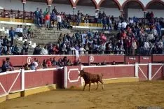 Desencajonamiento 2016 en la plaza de toros. /SN