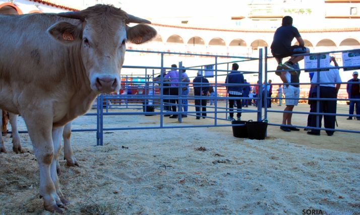 Un ternero en una feria ganadera de la capital. / SN