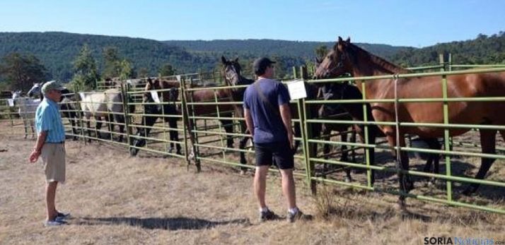 Ganado caballar en una feria en Pinares. / SN