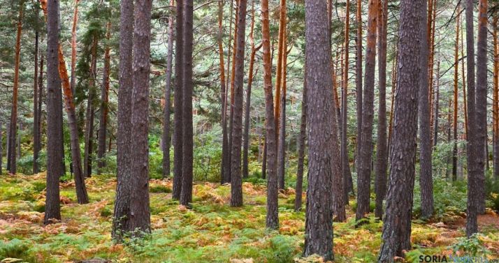 Pinar cercano a Covaleda./SN