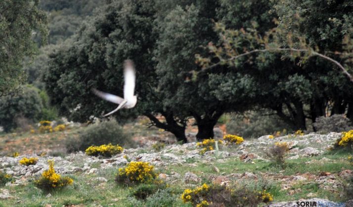 Una rapaz en un encinar soriano./SN