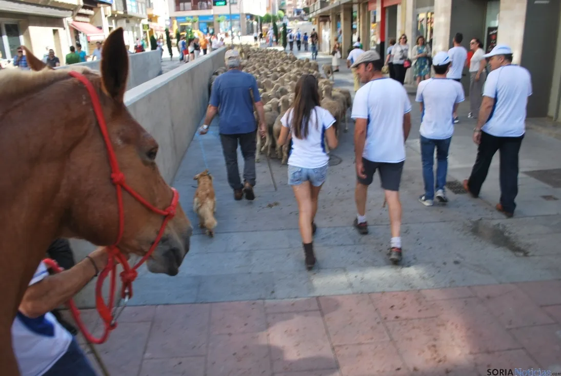 El paso de las merinas por la ciudad./SN